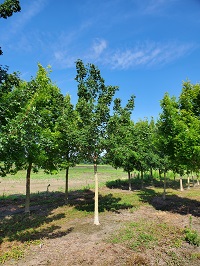 acrtrkg1c400.jpg