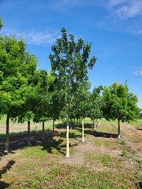 acrtrkg1c450.jpg