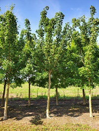 acrtrkg1c500.jpg