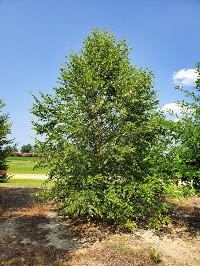 btlngdh1c450.jpg