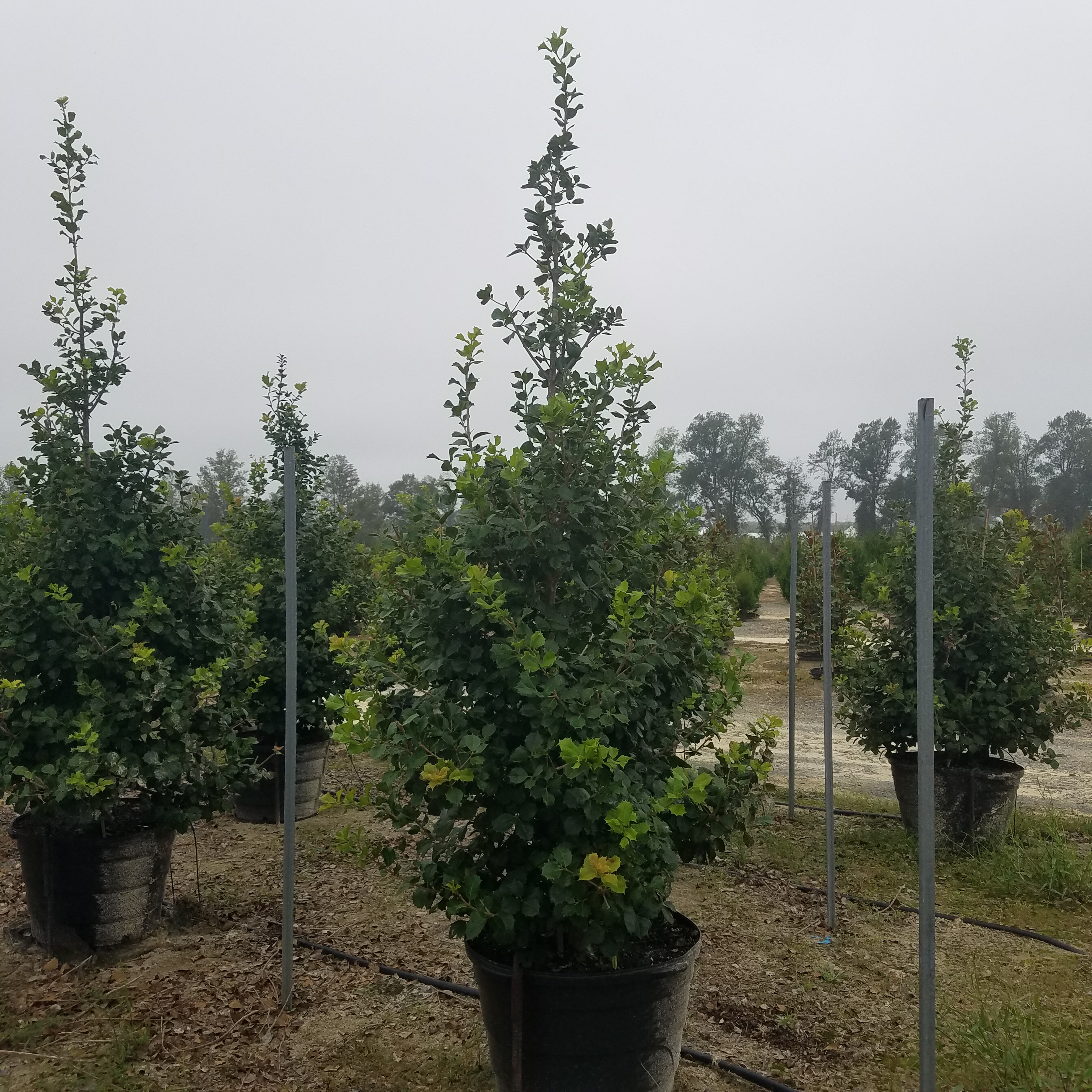 Christmas Jewel Holly - 3 Gallon Pot - Deer-Resistant, Drought-Tolerant, Evergreen Tree - Zone 6-9