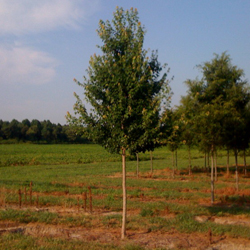 p1055.jpg