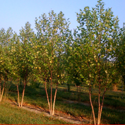p1060.jpg