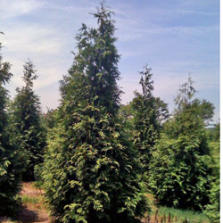 p1062.jpg