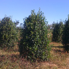 p1129.jpg