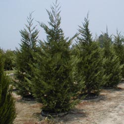 p297.jpg