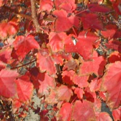 p334fc.jpg