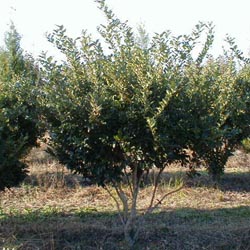 p378.jpg