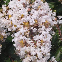 p707.jpg