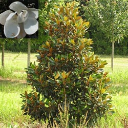 p923.jpg