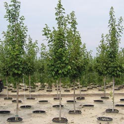 p932.jpg