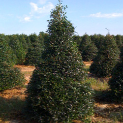 p954.jpg