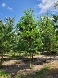 qrcsh1c400.jpg